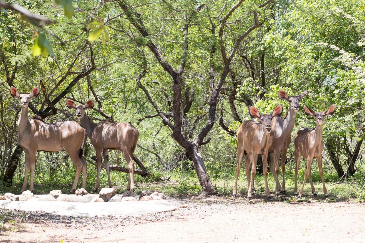 Hello Kruger Hideaway Cottage & Skilpad Studio Marloth Park Zewnętrze zdjęcie